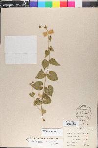 Matelea pubiflora image