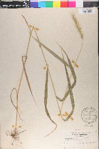 Elymus riparius image