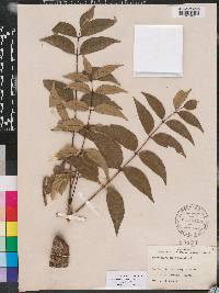 Zanthoxylum clava-herculis image