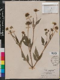 Bidens vulgata image