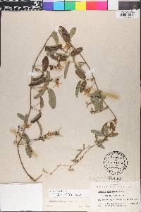 Galactia glabella image