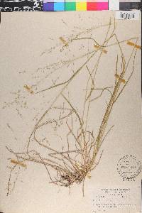 Poa alsodes image