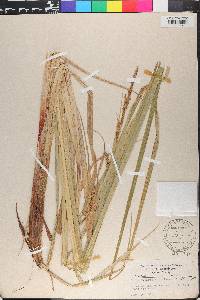 Carex riparia image