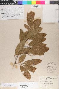 Sideroxylon lanuginosum image