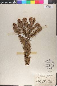 Abies amabilis image