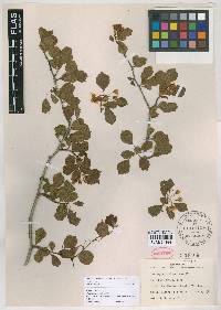 Crataegus michauxii image