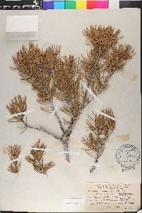 Pinus cembroides image