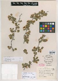 Crataegus michauxii image