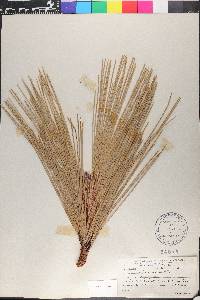 Pinus jeffreyi image