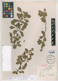Crataegus michauxii image