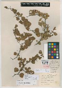 Crataegus michauxii image