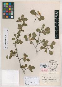 Crataegus michauxii image