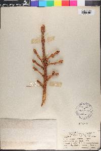 Picea pungens image