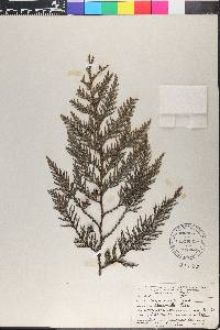 Thuja plicata image