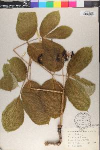 Aralia nudicaulis image