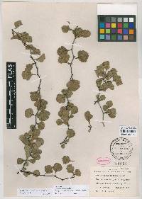 Crataegus michauxii image