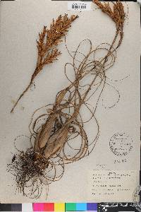 Tillandsia balbisiana image