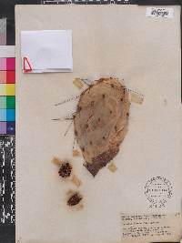 Opuntia stenochila image