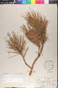 Pinus leiophylla image