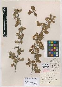 Crataegus michauxii image