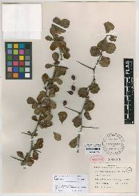 Crataegus michauxii image