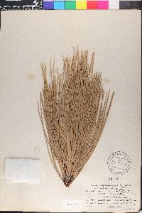 Pinus jeffreyi image