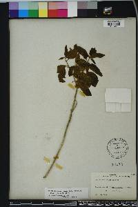 Lantana depressa image