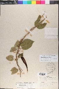 Matelea floridana image