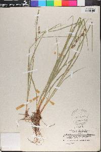 Carex lasiocarpa image