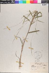 Muhlenbergia sylvatica image