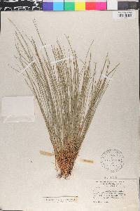 Trichophorum planifolium image