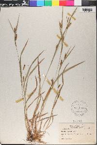 Carex haleana image