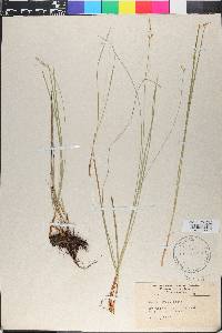 Carex geyeri image