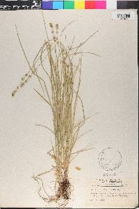 Carex convoluta image