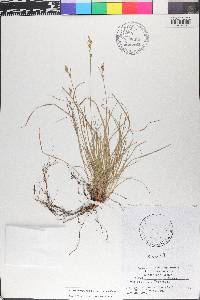 Carex albicans var. albicans image