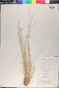 Carex echinata image