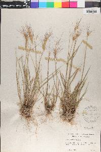 Elymus elymoides subsp. elymoides image