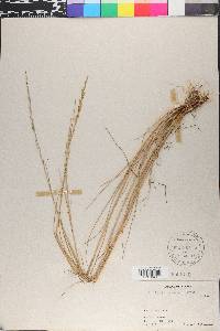Puccinellia nutkaensis image