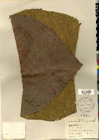 Tectona grandis image