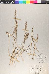 Agrostis borealis image