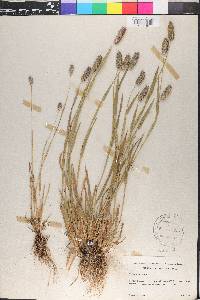 Phleum alpinum image