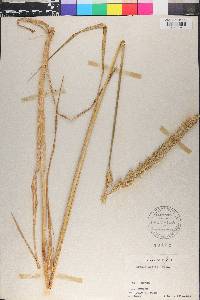 Leymus mollis image