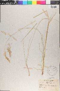 Trisetum canescens image