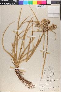 Cyperus eragrostis image