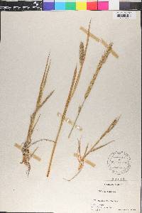 Phleum alpinum image