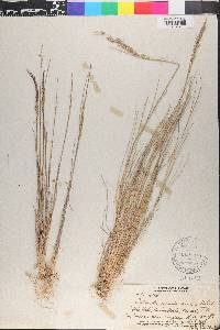 Agrostis sandwicensis image