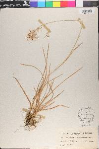 Poa stenantha image