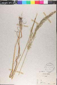 Agrostis exarata image