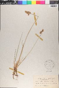 Anthoxanthum monticola subsp. alpinum image