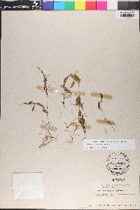Potamogeton spirillus image